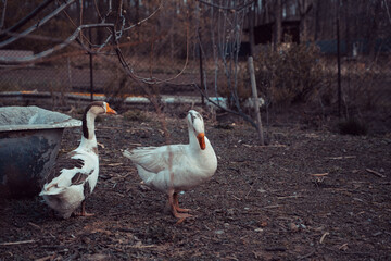 Two geese are walking around the paddock.