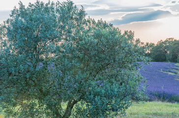 Champs de lavandes en fleurs sur le plateau de Valensole, en Provence, Sud de la France.	