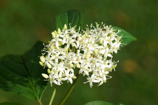 Close up white flowers of common dogwood, bloody dogwood (Cornus sanguinea) family Cornaceae. Dutch garden, September