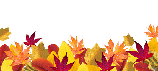 Naklejka na ściany i meble Autumn season background with falling autumn leaves