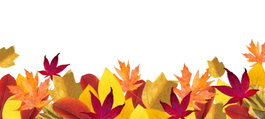 Poster Autumn season background with falling autumn leaves © nunawwoofy