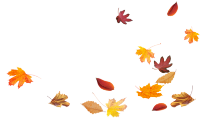 Autumn colored leaves falling down isolated on transparent background