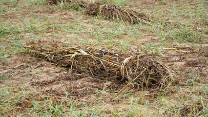 Dry millet fodder for pet animals. Pile of unprocessed pearl millet in a basket in Indian field while crop harvesting