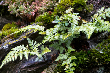 Schwarzstieliger Streifenfarn