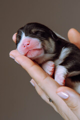 Sweet muzzle of newborn Welsh corgi puppy in frame, which lies on woman's palm. Gray-brown background. Keeping pets.