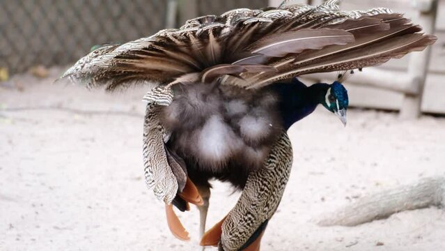 Slow motion of colourful male peacock without any long tail preening or cleaning or organizing his plumage with his beak. Interesting view from behind, fluffy butt feathers. Animal behaviour concept.