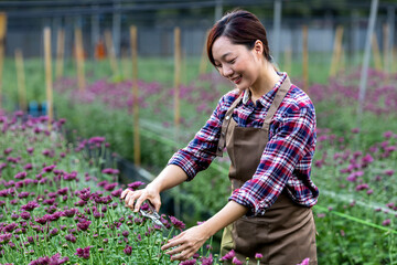 Asian woman gardener is cutting purple chrysanthemum flowers using secateurs for cut flower business for dead heading, cultivation and harvest season concept