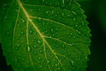 梅雨、紫陽花の花の葉の葉脈