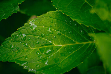 梅雨、紫陽花の花の葉の葉脈