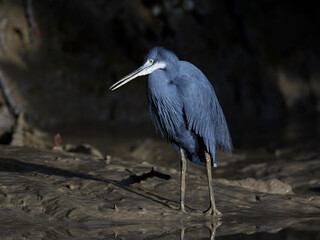 Western reef heron (Egretta gularis)