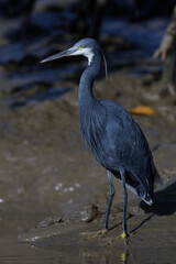 Western reef heron (Egretta gularis)