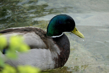 Drake on the shore of a lake