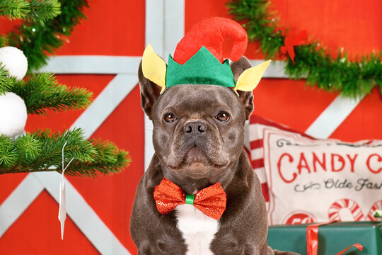 Portrait of French Bulldog dog wearing Christmas elf costume hat and bow tie between festive decoration