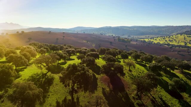 Flying over green spring hills with fiel. Andalusia, south Spain.