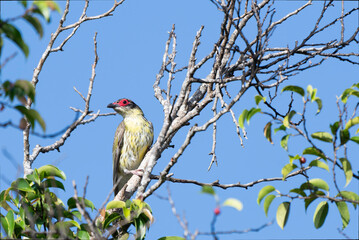 Figbird male