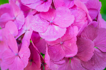 ピンク色の紫陽花の花