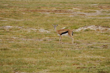Female Thomson's gazelle on African savanna at Amboseli National Park in Kenya
