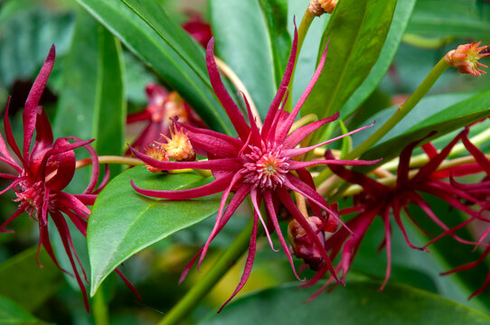 Sydney Australia, illicium floridanum or purple anise in garden