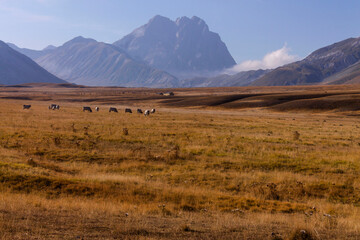 Fototapeta premium scenic view of Campo Imperatore in summer