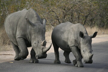 Fototapeta premium White Rhinoceros Female and Baby in Kruger National Park