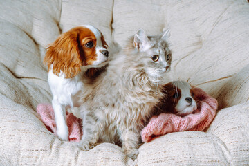 Cavalier King Charles spaniel puppies of the Blenheim color and fluffy kitten are sitting together in armchair.