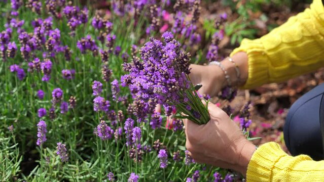 Young girl cuts lavender with secateurs. Gardening concept - young woman with pruner cutting and picking lavender flowers at summer garden.