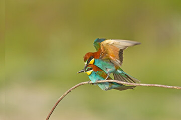Two European bee-eater, Merops apiaster, sitting on a stick mating, in nice warm morning light, Burdur,Turkey.