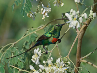 Beautiful sunbird (Cinnyris pulchella)