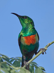 Beautiful sunbird (Cinnyris pulchella)