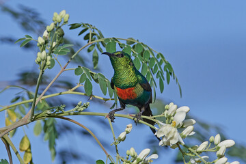 Beautiful sunbird (Cinnyris pulchella)