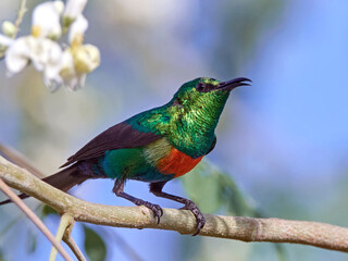 Beautiful sunbird (Cinnyris pulchella)
