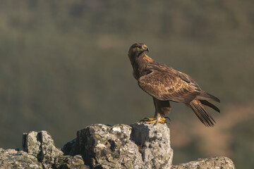 Wild golden eagle perched on a rock in summer in Andujar, Spain. 