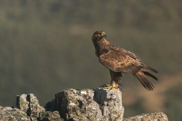 Fototapeta premium Wild golden eagle perched on a rock in summer in Andujar, Spain. 