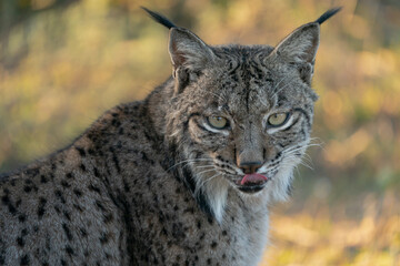 Portrait of an Iberian Lynx in Andujar, Spain