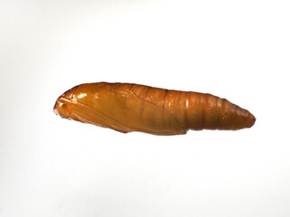 ノシメマダラメイガの蛹