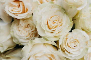 Flower composition of light beige roses, close up.