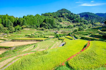 つづら棚田の彼岸花　福岡県うきは市　Red spider lily of Tsuzura rice terraces....