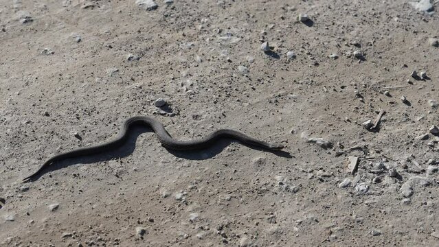 aggressive snake crawling along the sandy road. Snake in nature. Dice snake crawling on road. European viper snake