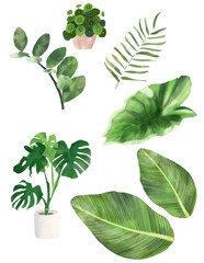 Collection Of room plants isolated 