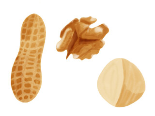 Set of nuts - peanut, walnut, macadamia in hand drawn style and isolated 