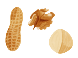 Set of nuts - peanut, walnut, macadamia in hand drawn style and isolated 