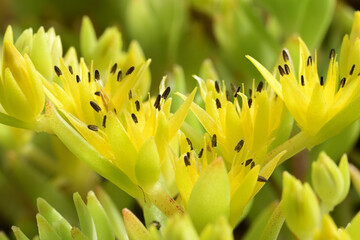 Yellow flowers of Mexican stonecrop.