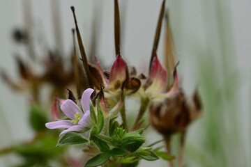 Beautiful small flower of Carolina crane's-bill.