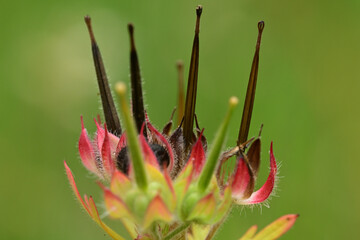 Beautiful small flower of Carolina crane's-bill.