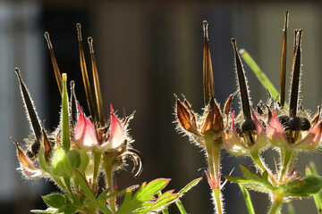 Beautiful small flower of Carolina crane's-bill.