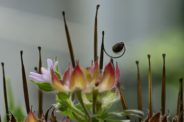 Beautiful small flower of Carolina crane's-bill.