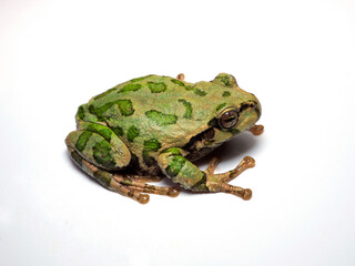 二ホンアマガエル