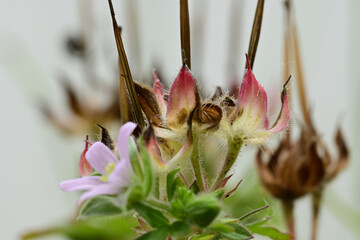 Beautiful small flower of Carolina crane's-bill.