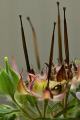Beautiful small flower of Carolina crane's-bill.