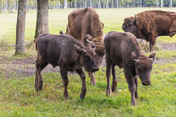 European bison - Bison bonasus young walking on the grass